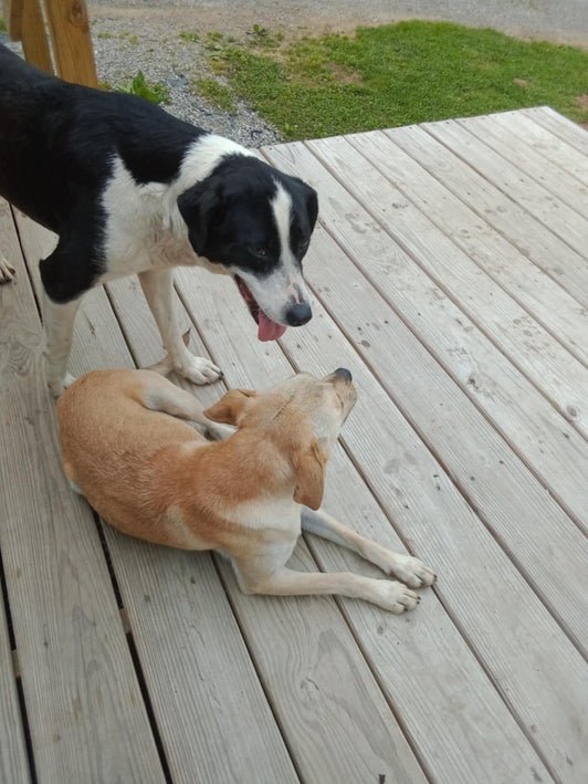 Casey, an adoptable dog at Mud Creek Animal Rescue